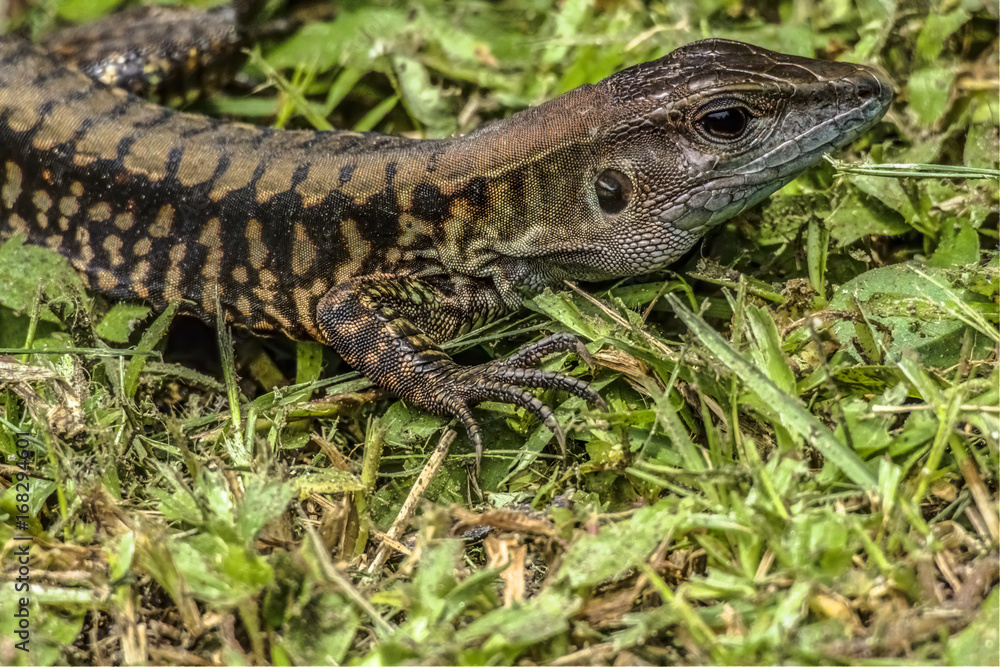 Fototapeta premium Panama Lizard