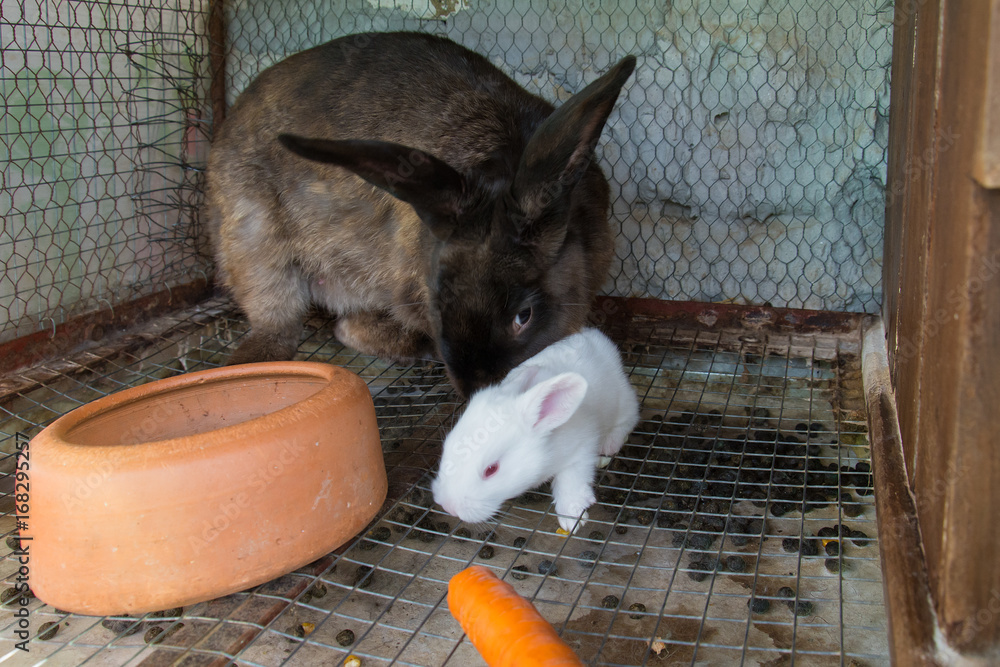Naklejka premium Mother rabbit with newborn bunny