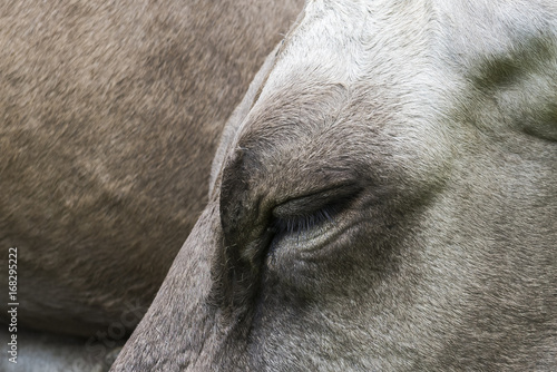 Closed Eye Cow