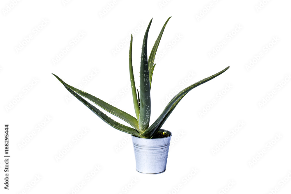 Aloe Vera plant in aluminum flowerpot
