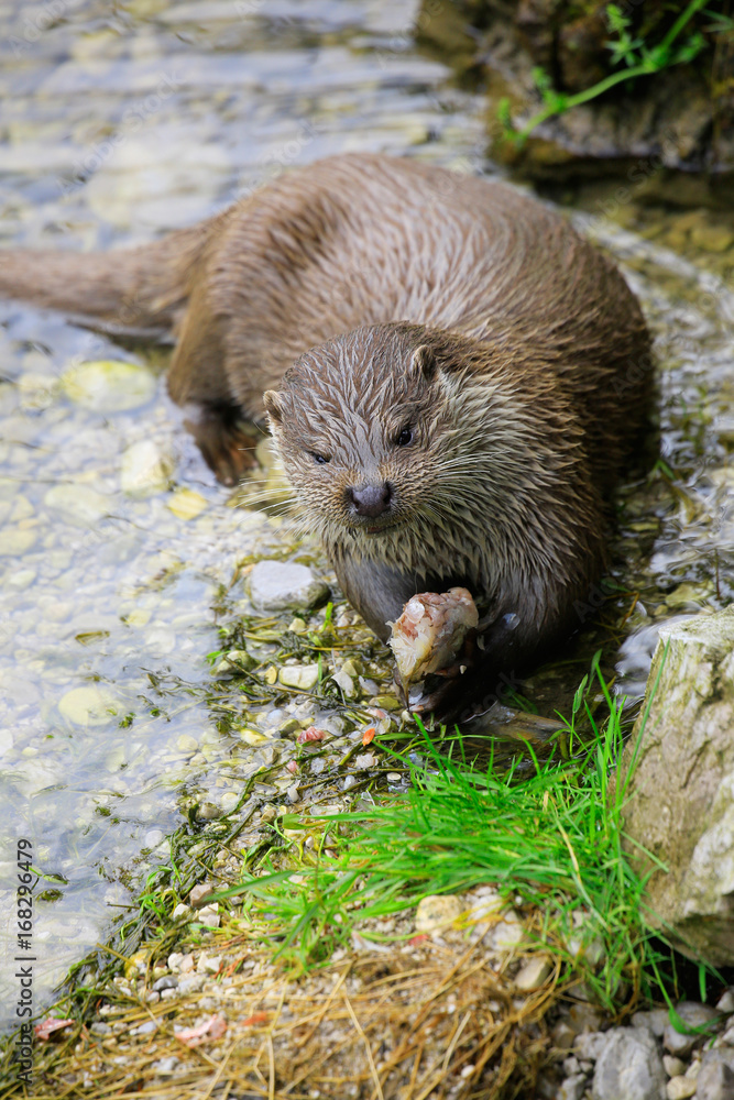 Eurasischer Fischotter (Lutra lutra) mit erbeutetem Fisch
Eurasischer Fischotter (Lutra lutra) mit erbeutetem Fisch