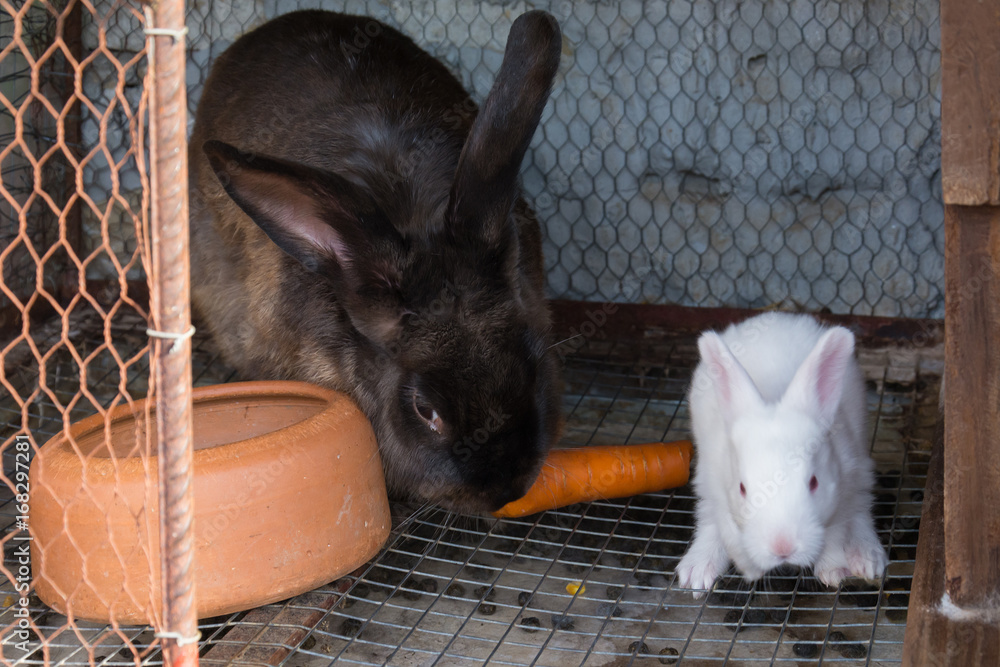 Naklejka premium Mother rabbit with newborn bunny
