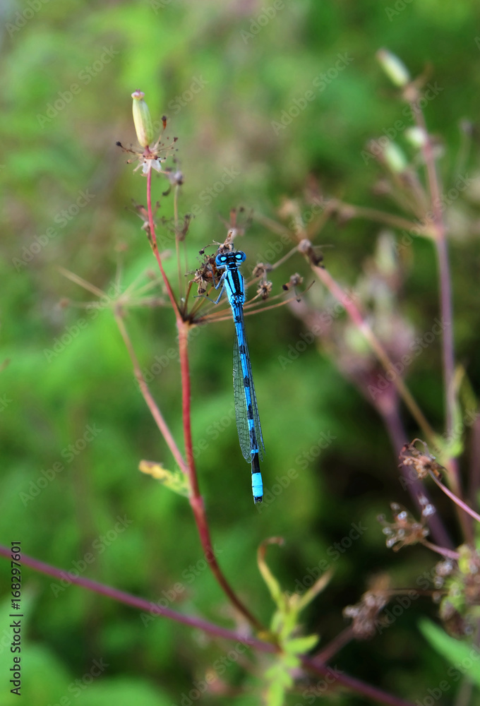 Blue dragonfly on the plant. Blue dragonfly on the plant.