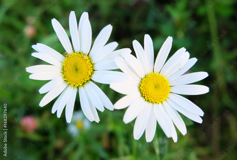 Camomiles in the grass in the summer forest. Camomiles in the grass in the summer forest.