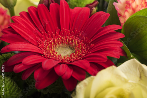 Beautiful bouquet of many colorful flowers 