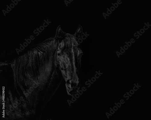 Portrait of a beautiful black stallion on a black background © Juha Saastamoinen