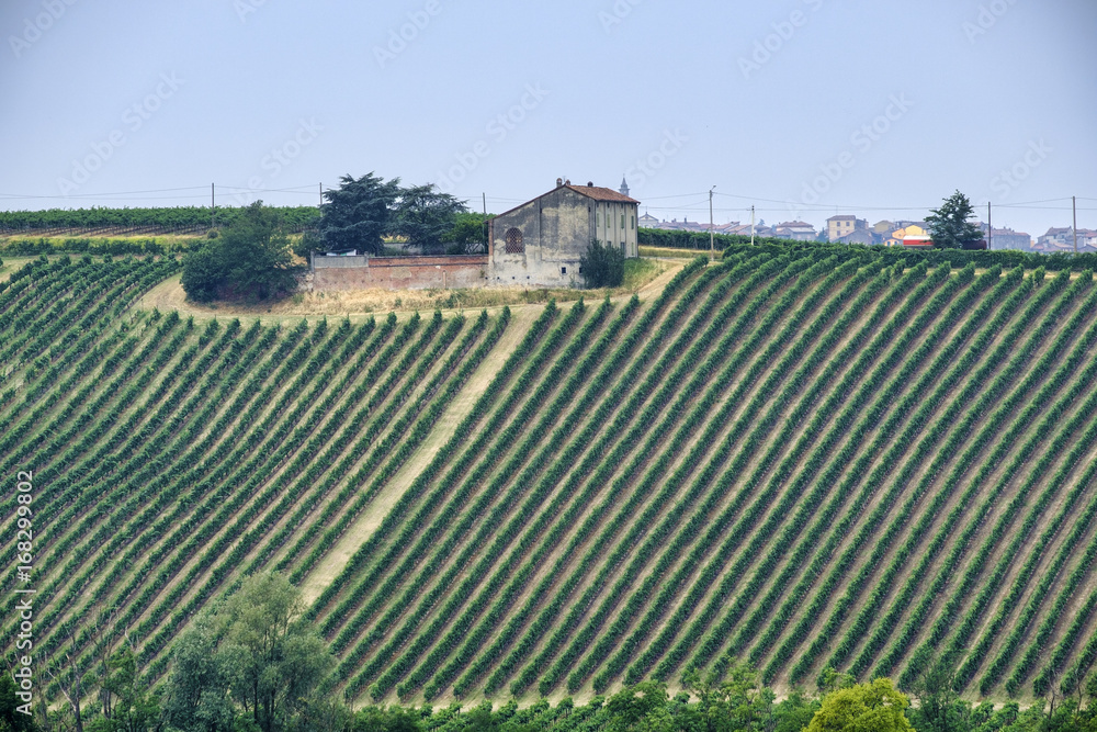 Oltrepo Piacentino (Italy), rural landscape at summer