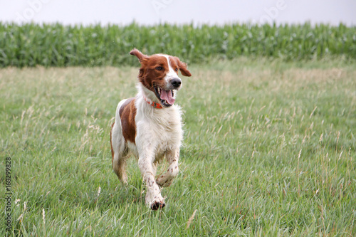Fototapet irish setter running on wet grass