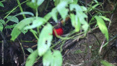 Graceful pitta (Erythropitta venusta) in Sumatra, Indonesia  photo