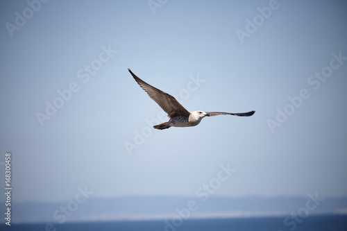 Gull or tern against the sky. © Bartosz