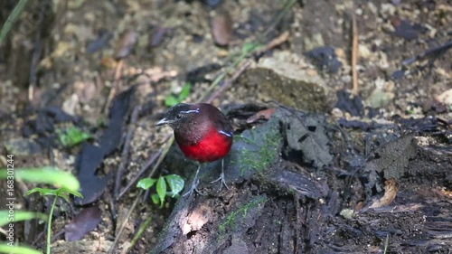 Graceful pitta (Erythropitta venusta) in Sumatra, Indonesia  photo