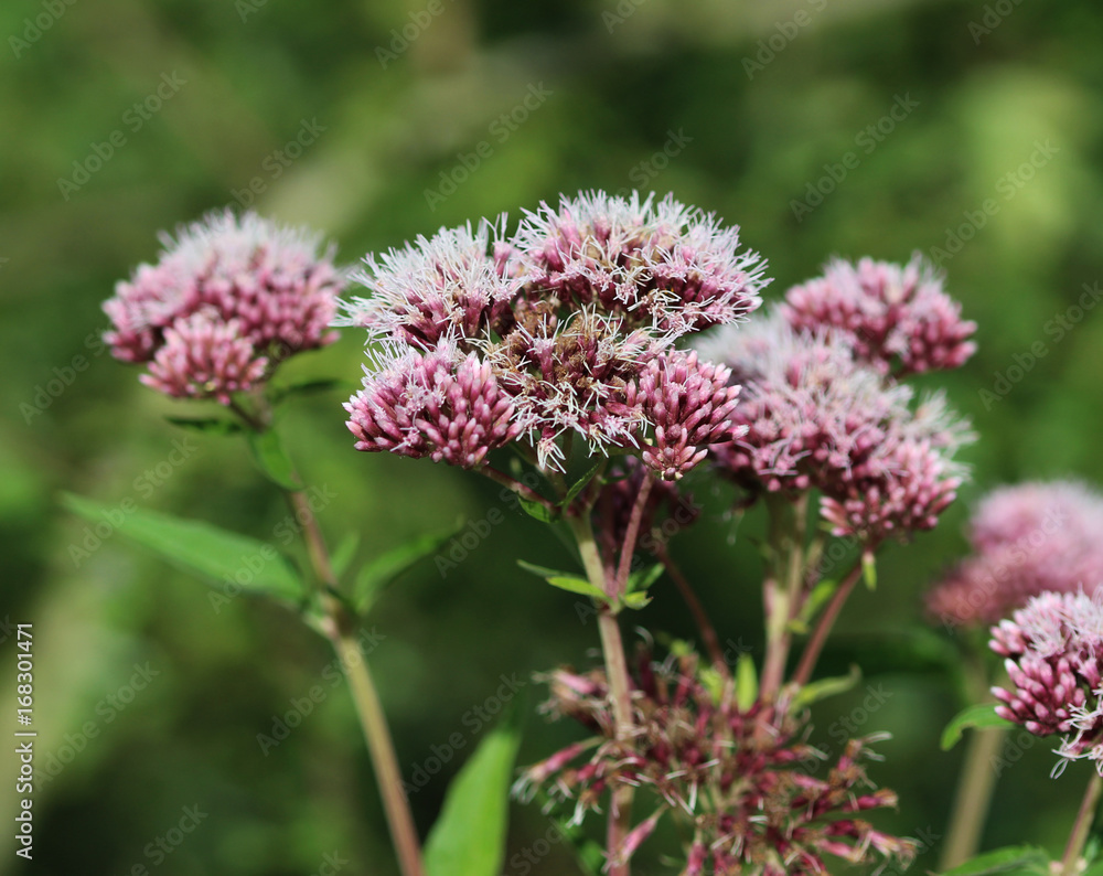 hemp-agrimony (Eupatorium cannabinum) hemp-agrimony (Eupatorium cannabinum)