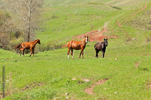 Horses and foal on summer pasture