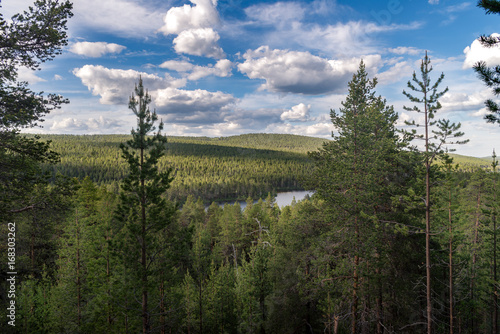Lapland forest landscape from the hill.