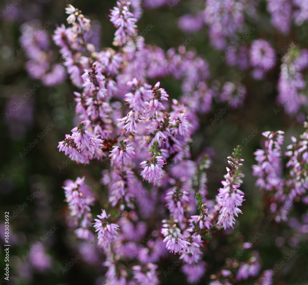 Obraz premium common heather