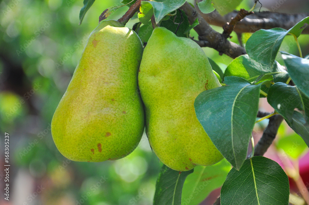 Ripe green pear on the branch. Organic pears grow in orchards
Ripe green pear on the branch. Organic pears grow in orchards