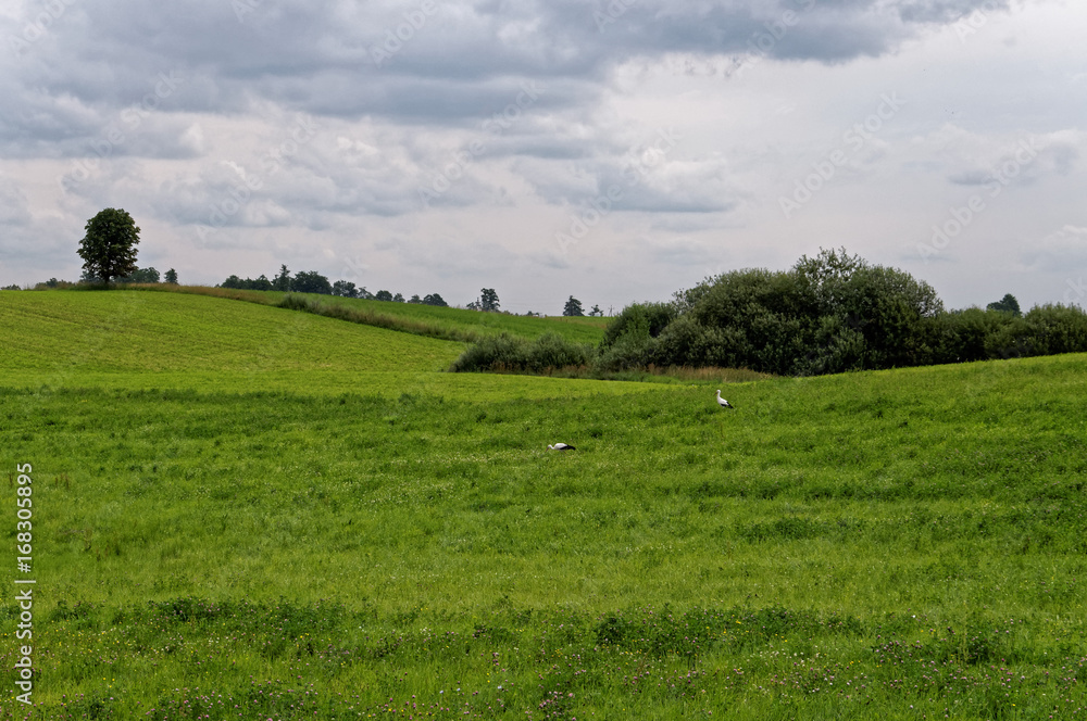 Stork in a green meadow. Single tree in background. Cloudy sky, beauty of the village.
