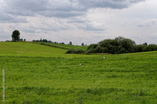 Stork in a green meadow. Single tree in background. Cloudy sky, beauty of the village.