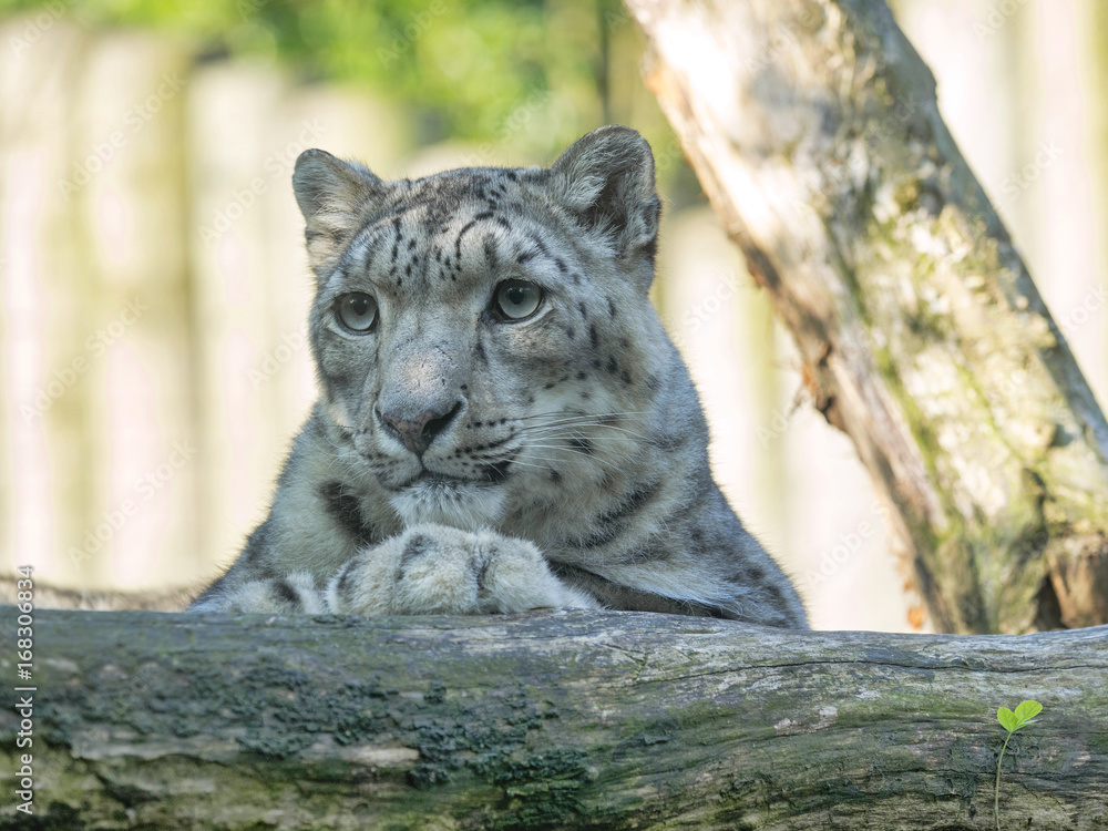 Fototapeta premium Snow leopard, Uncia ocia, resting on and tree