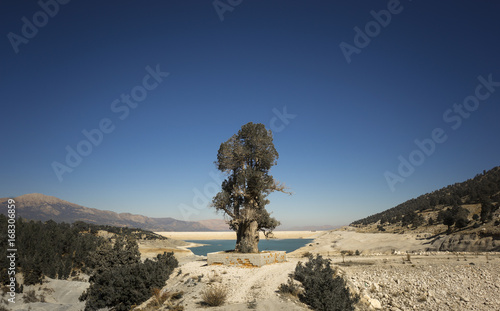 Pine Tree at head of reservoir, Gombe, Turkey photo