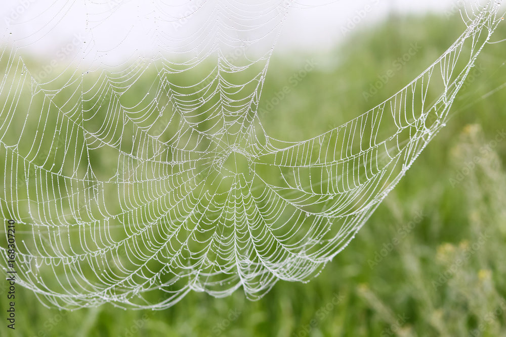 Cobweb, spiderweb with water drop