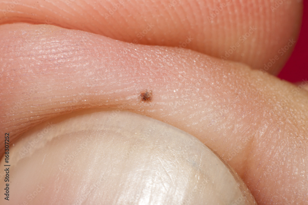 Macro picture take off stigma on finger baby Macro picture take off stigma on finger baby