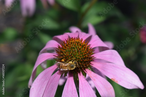 Beee on flower