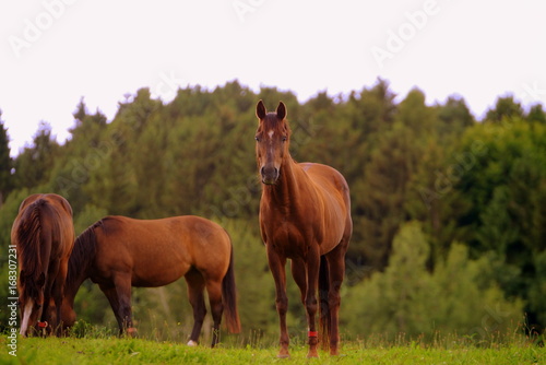 Pferdeparadies, kleines fuchsfarbenes Pferd steht ruhig auf der Weide