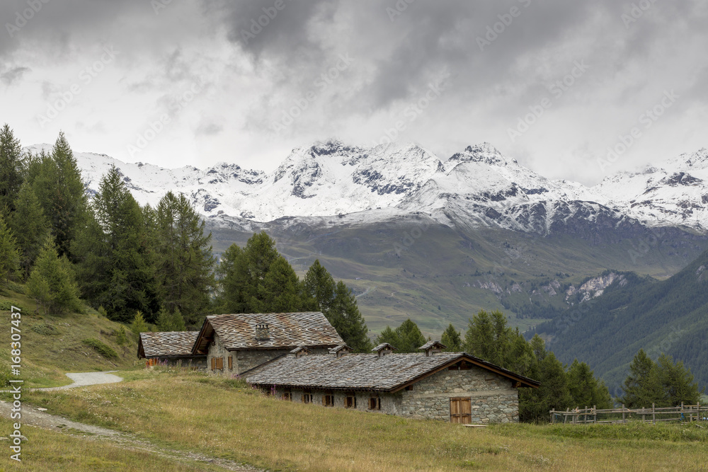 Alpine alm and pastures in Torgnon, Aosta Valley Italy