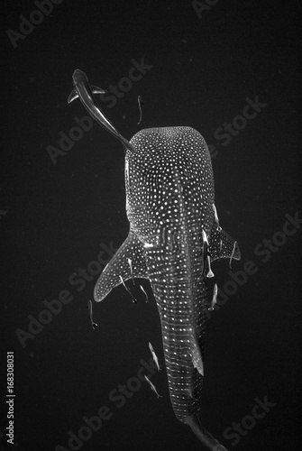 whale shark in the ocean,black and white photo