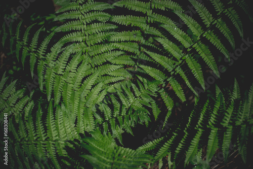 Natural green fern in the forest