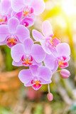 Close-up of beautiful pink phalaenopsis orchid flower with natural background in the garden