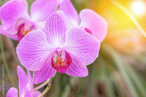 Close-up of beautiful pink phalaenopsis orchid flower with natural background in the garden photo