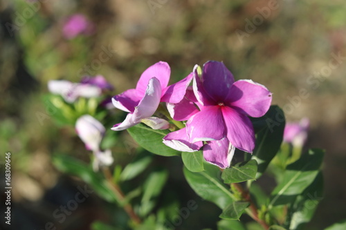 Pink  Vinca