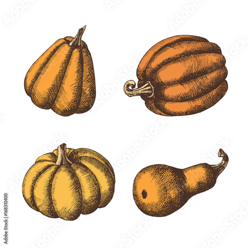 Set of  hand drawn pumpkins. Autumn. Vector vintage engraving illustration. Sketch.