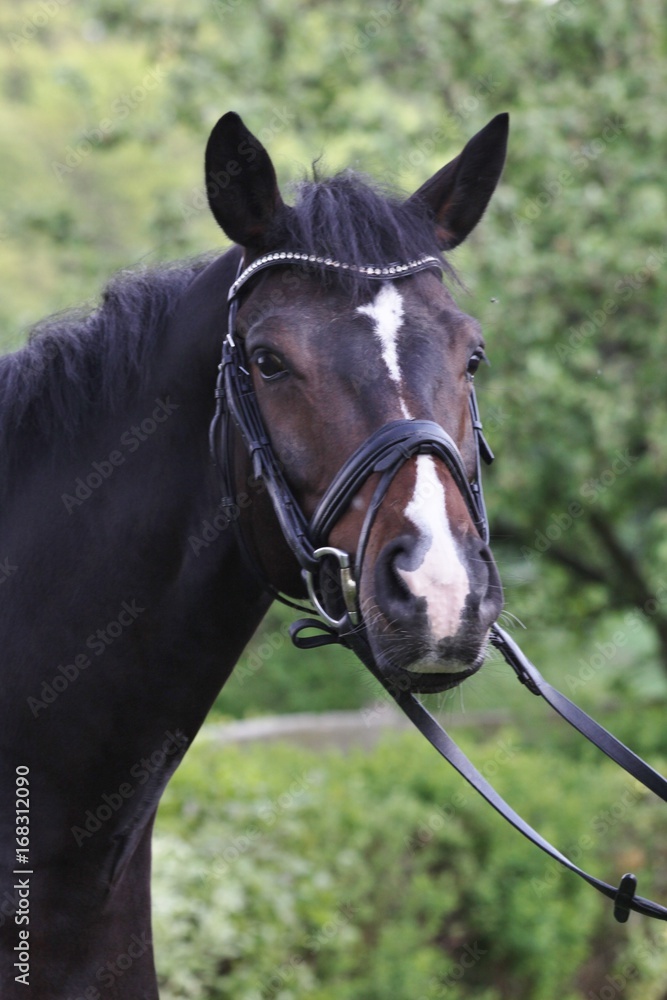 Obraz premium Pferdeportrait