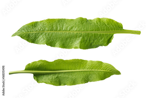 Horseradish leaves isolated