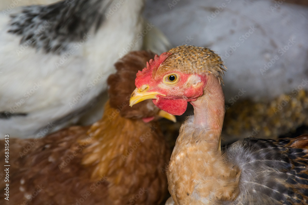 Naklejka premium Chicken Portrait