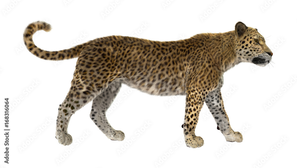 Fototapeta premium 3D Rendering Big Cat Leopard on White