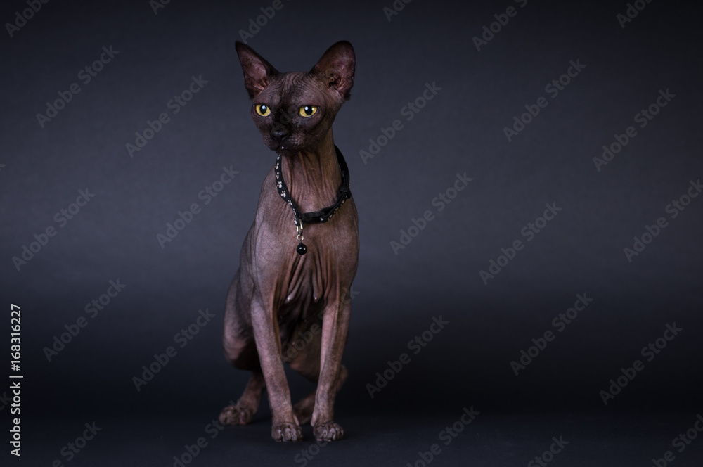 Black sphinx portrait cat