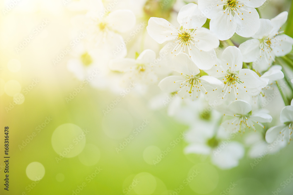 Blossoming of cherry flowers in spring time with green leaves, macro