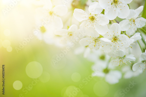 Blossoming of cherry flowers in spring time with green leaves  macro