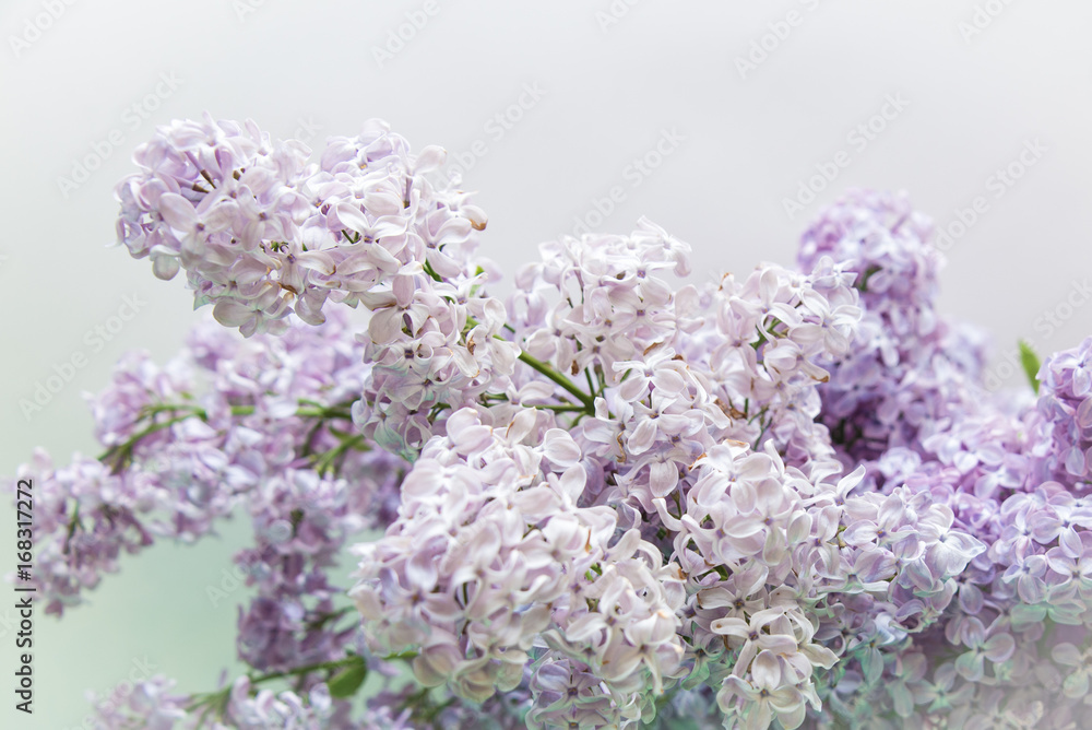 Fototapeta premium Flowering of lilac
