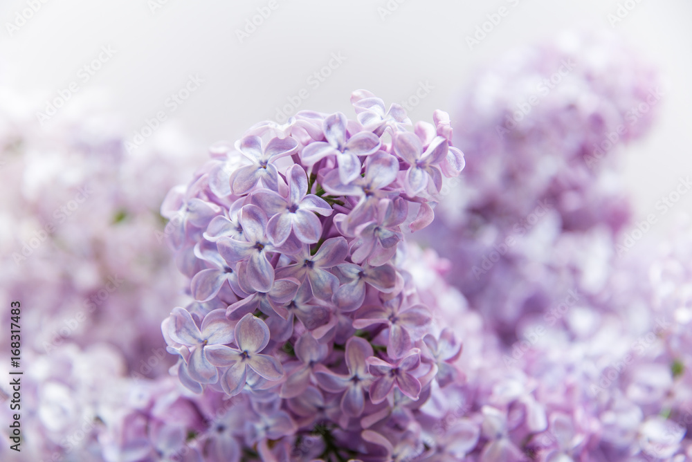Flowering of lilac Flowering of lilac