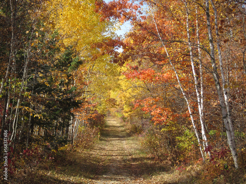 fall colored trees hiking path.