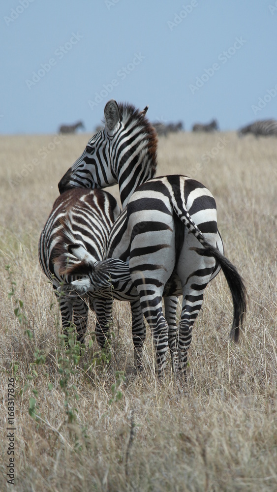 Obraz premium Zebra