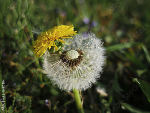 Fototapeta Naklejka Na Ścianę i Meble -  Pissenlit