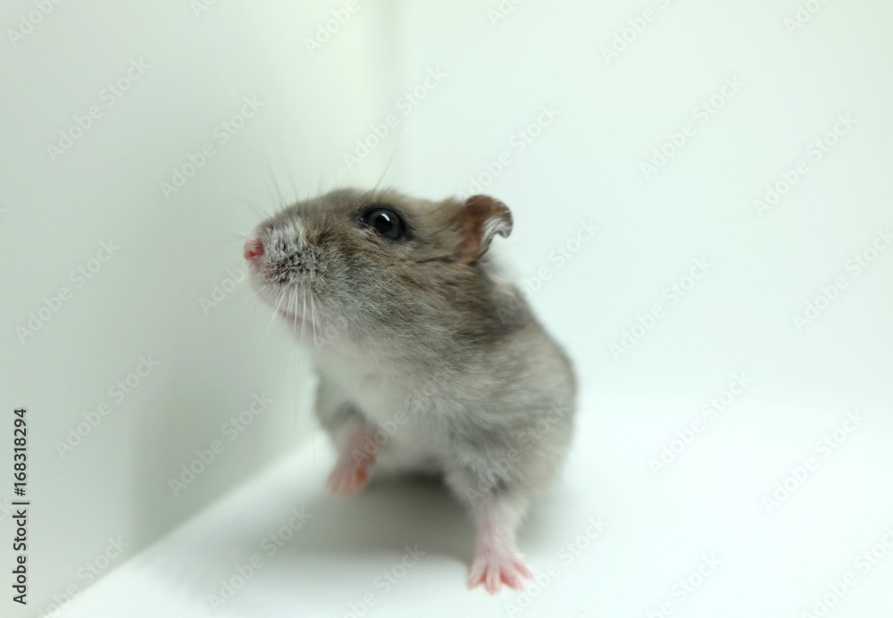 Close-up of a fluffy winter white hamster sitting isolated on white background Close-up of a fluffy winter white hamster sitting isolated on white background