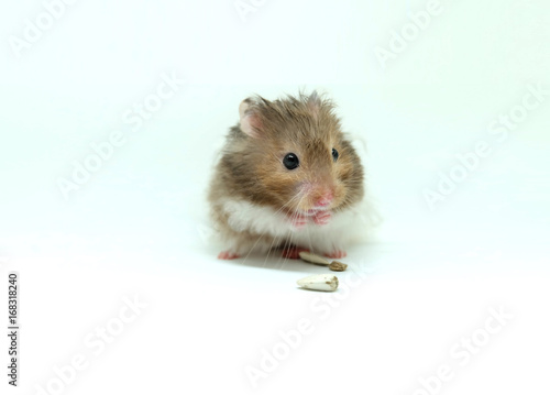 A fluffy syrian hamster eatting seed isolated on white background