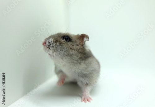 Close-up of a fluffy winter white hamster sitting isolated on white background